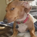 susdog / SOL