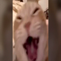 CATTAX
