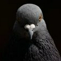 PIGEON
