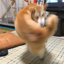 HOOKDOG / SOL