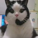 CALLCAT