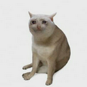 CASHCAT