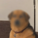 zDOG