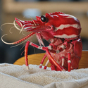 Shrimp
