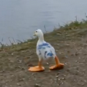 Donald