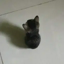 Meowlecule