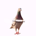 PIGEON