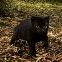 Margay