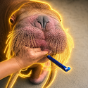 WALRUS