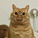potato