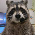 CALLCOON / SOL