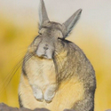 Viscacha / SOL