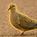 BDOVE / SOL
