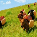 Wiener