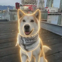 LIGHT