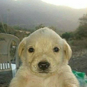 Jotchua / SOL