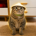 Xiaobao / SOL