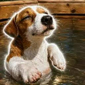 Splash Dog