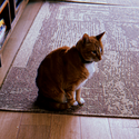 Hobbes / SOL