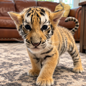 Mowgli / SOL
