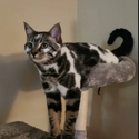 Moow