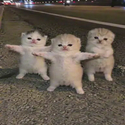 Kittens
