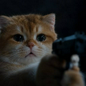 GUNCAT