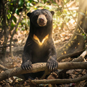 Sunbear