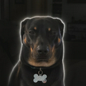 mogdog / SOL