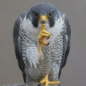 falcão / SOL