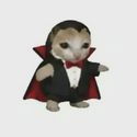 VAMPCAT47