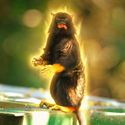 TAMARIN