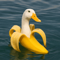 Ducknana / SOL