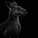 KANGAROO