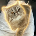 Toast / SOL