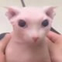 BINGUS
