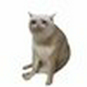CASHCAT
