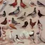 PIGEONS