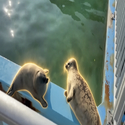 SealFight