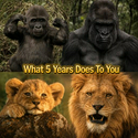 5YEARS / SOL