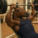 HORSES