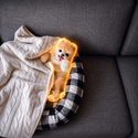 Pomeranian / SOL