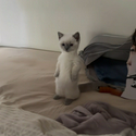 bai