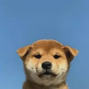 inu
