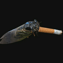Cigada / SOL
