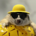 TIMON