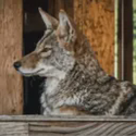 Coyote