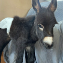 HeeHaw / SOL