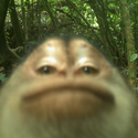 Manki