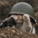trenchcat / SOL